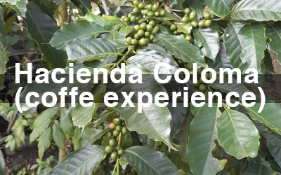 hacienda coloma coffe experience